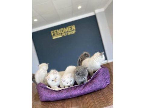 Meşhur kediciden renk renk brıtısh yavrular ankara