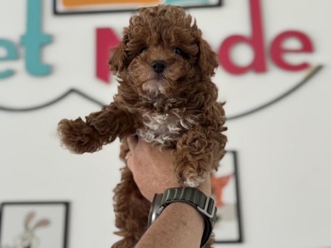 Petmode köpek çiftliğinden kore maltipoo