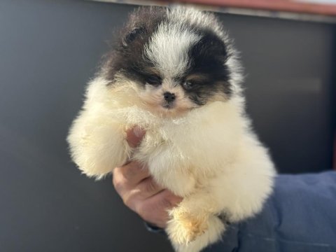 Show kalite ayı suratlı pomeranian boo yavrularımız