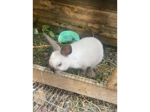 Cüce tavşanımız