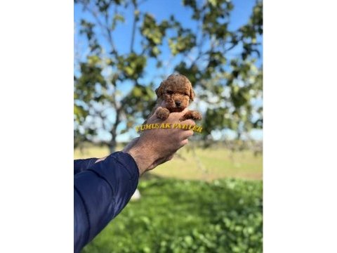 Sevimli ırk toy poodle