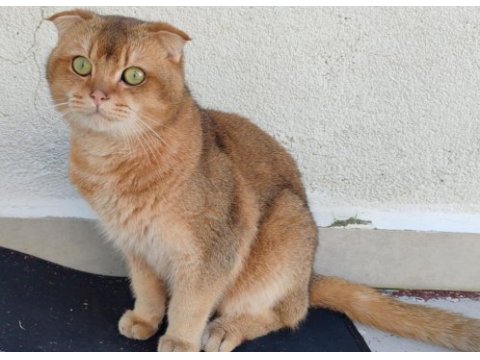En özel renk olan gold renkte scottish fold erkek