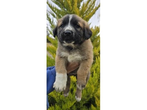 Aslan yavrusu dişi ücretsiz köpeğimiz