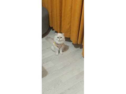 Erkek 2 yaşında british kedimiz ezel