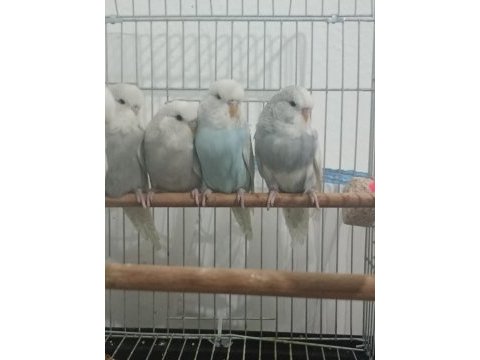 Ele alıştırmalık muhabbet kuşu yavrular