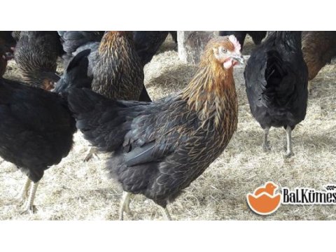 Ataks yarka tavuklar