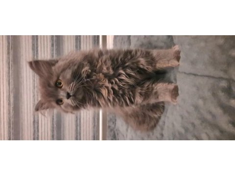 British longhair