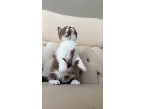 Dişi cinnamon bicolor british shorthair