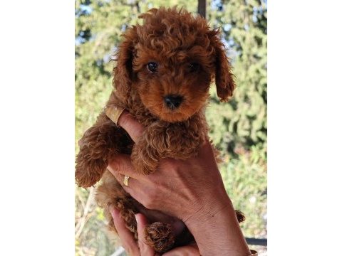 Toy poodle yavrular 3 erkek 1 dişi
