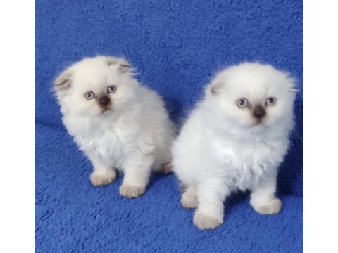 Scottish fold losgheyr yavrular teslime hazırdır
