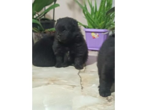 Pomeranian boo köpeğimiz