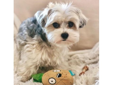 Yorkshire terrier eğitimli