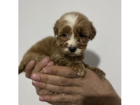 Poodle ayarında maltipoo