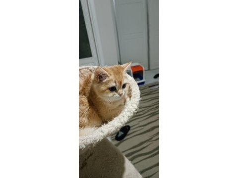 Show kalite british shorthair golden by11 by12 yavrular