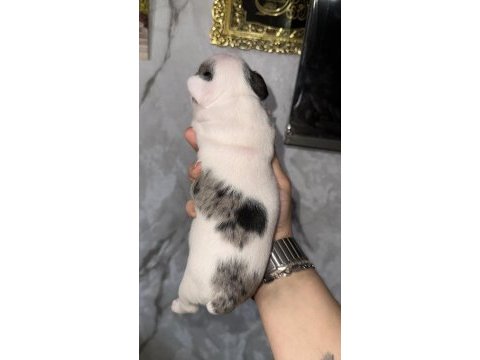 Fransız bulldog