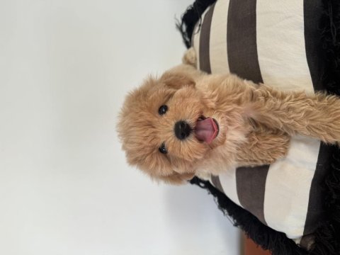 Büyümeme garantili tüy dökmeyen maltipoo