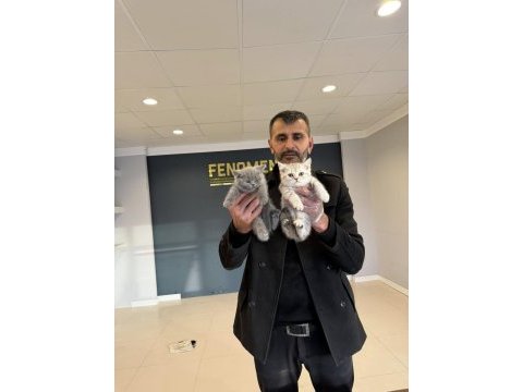 Orjinal ırk yavru kediler ankara