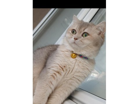 11 aylık sağlık sebebi dolasıyla verilecek british shorthair