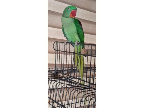 Jumbo boy erkek bilezikli yavru alexander papağanı