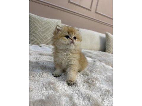 Ny11 yavru british longhair