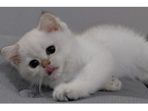 British shorthair beyaz kedimiz