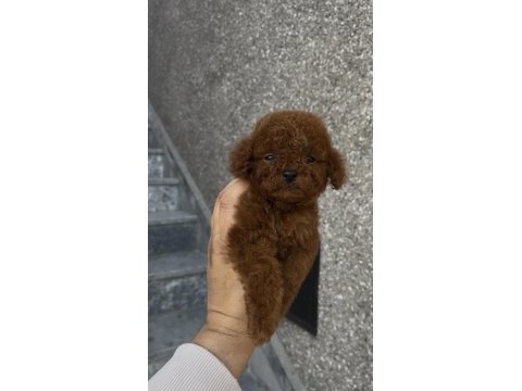 Orjinal poodle yavrular