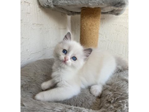 Safkan scrli anne-babadan ragdoll yavrular