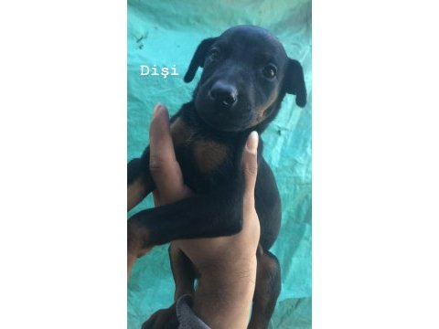 Erkek ve dişi doberman yavruları
