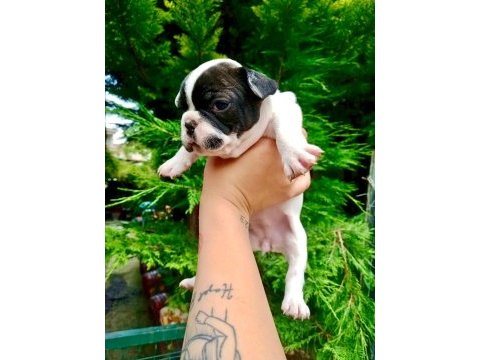 Birbirinden sevimli ve şirin french bulldog yavrularımız