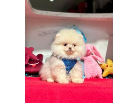 Sevimli pomeranian boo yavrularımız