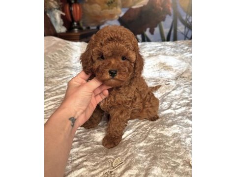 Kızıl safkan maltipoo bebekler