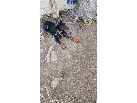 Orijinal doberman 2 yaşında