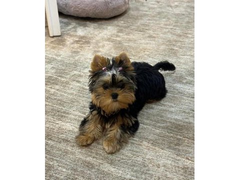 Teacup ve 0 no boy yorkshire terrier yavrular