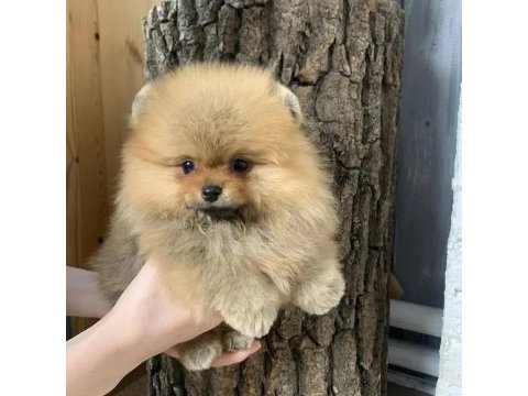 Pomeranian boo yavruları