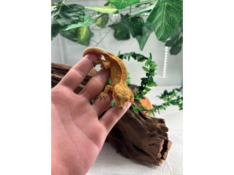 Crested gecko adult sub adult dişi erkek