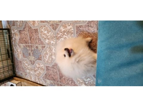 Gözyaşı lekesiz pamuk gibi aşılı bi pomeranian