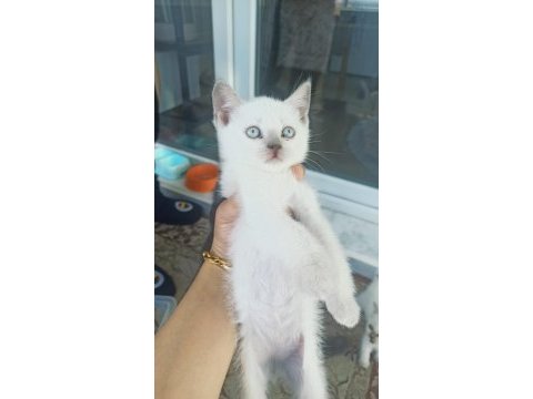 British shorthair yavrular