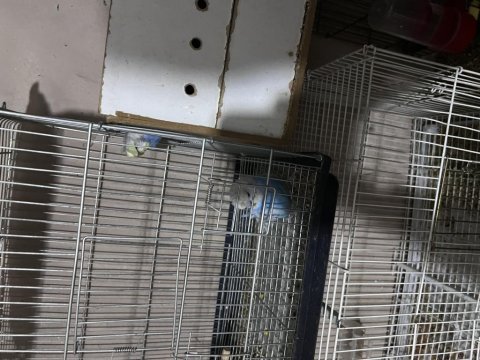Jumbo teksas japones muhabbet kuşu satılıktır