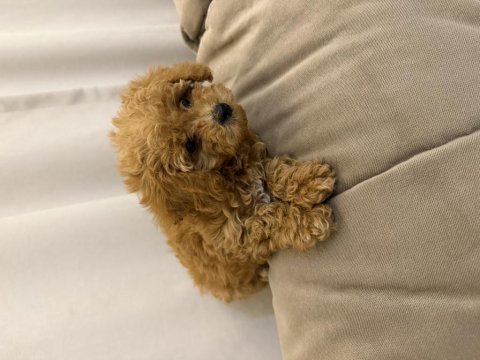Ped eğitimli yavru poodle acil yuva arıyoruz