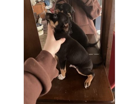 Minyatür pinscher 2 aylık