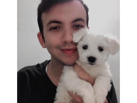 Badem şekerleri maltese köpekler
