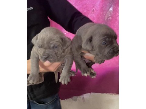 A kalite dev cane corso yavruları