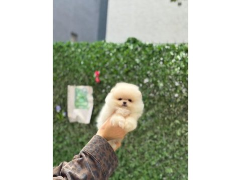 Show kalite pomeranian boo yavrularımız