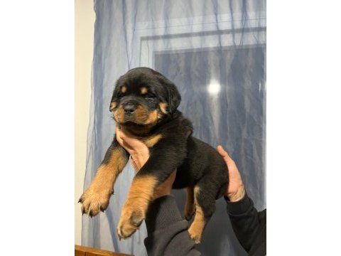 Dünya şampiyonu torunları rottweiler yavrular