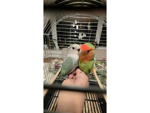 2 aylık bebek sevda papağanları yeni yeme düştü