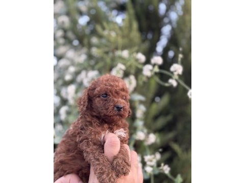 Ruhsatlı köpek çiftlinden red poodle yavrular