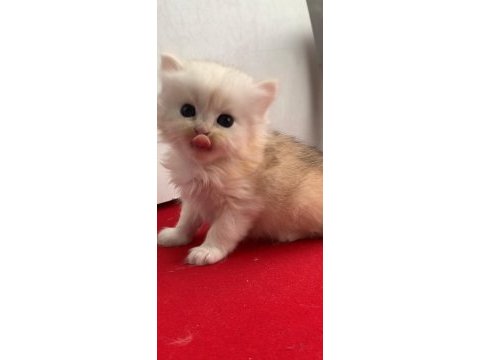 British longhair 35 günlük