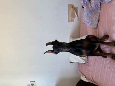 Doberman king dişi