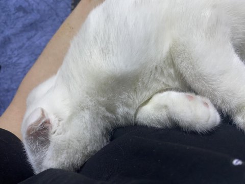 5 aylık kedim yeni sahibini arıyor scottish fold