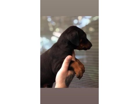 Siyah doberman yavrular